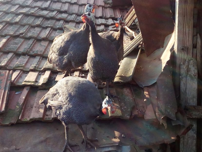  - Bibilici octombrie 2017