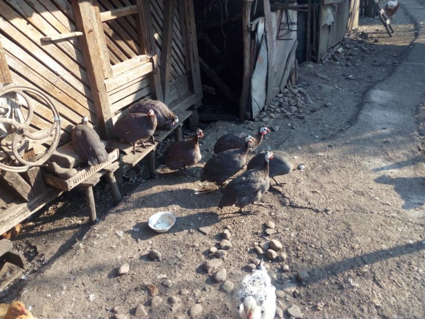  - Bibilici octombrie 2017