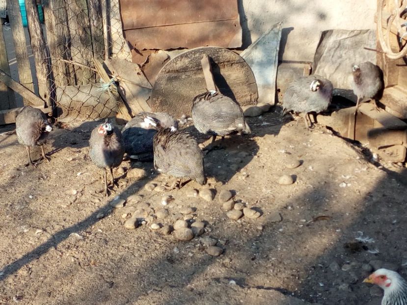  - Bibilici octombrie 2017