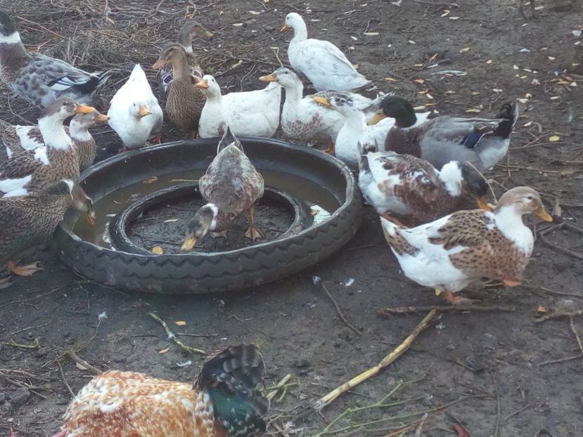  - Rate romanesti octombrie 2017