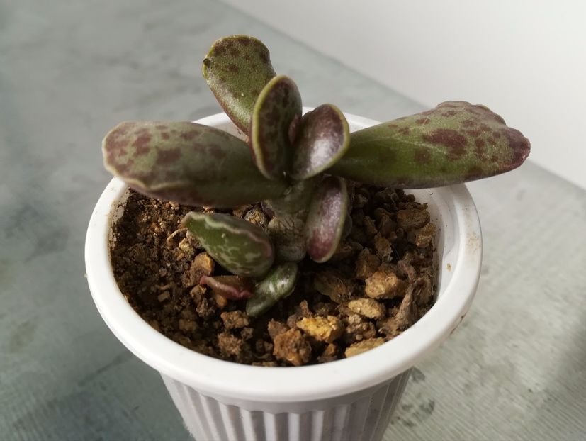 Adromischus cooperi - Adromischus