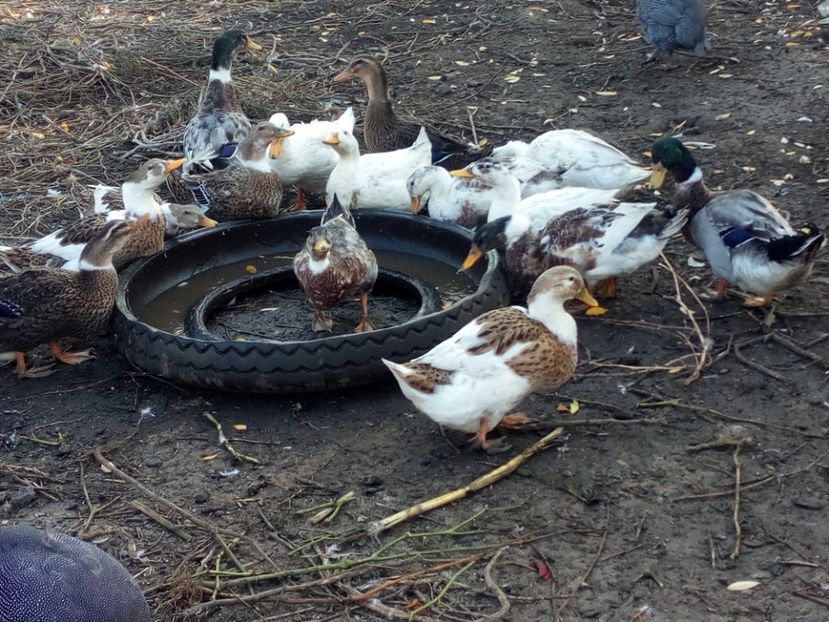  - Rate romanesti octombrie 2017