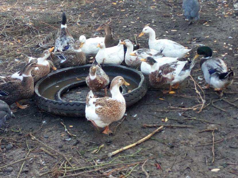  - Rate romanesti octombrie 2017