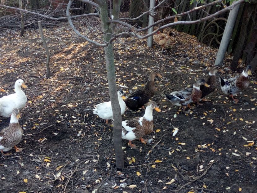  - Rate romanesti octombrie 2017