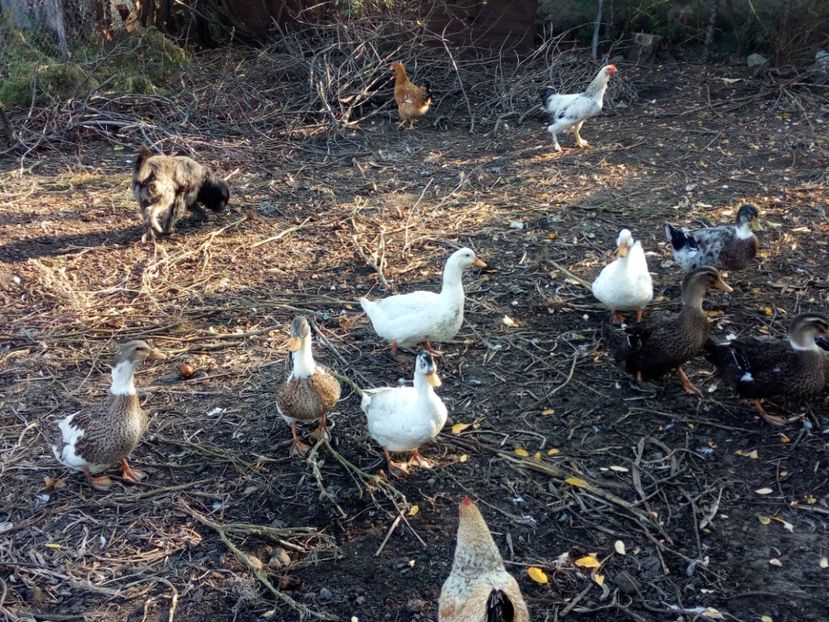  - Rate romanesti octombrie 2017