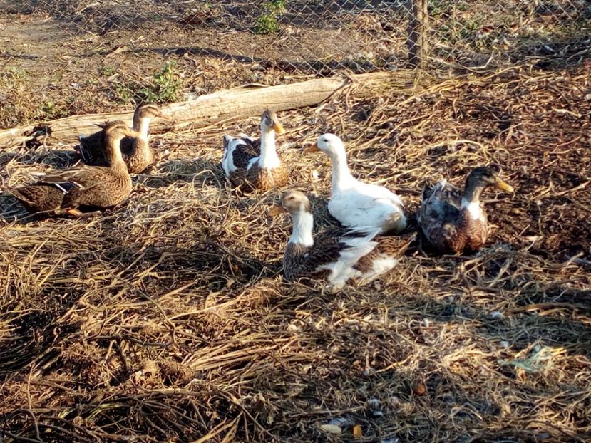  - Rate romanesti octombrie 2017