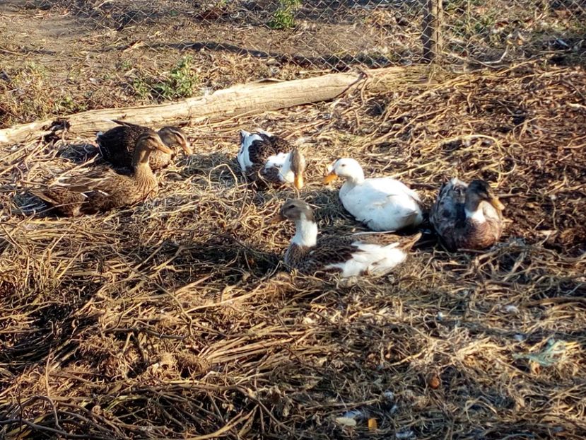  - Rate romanesti octombrie 2017