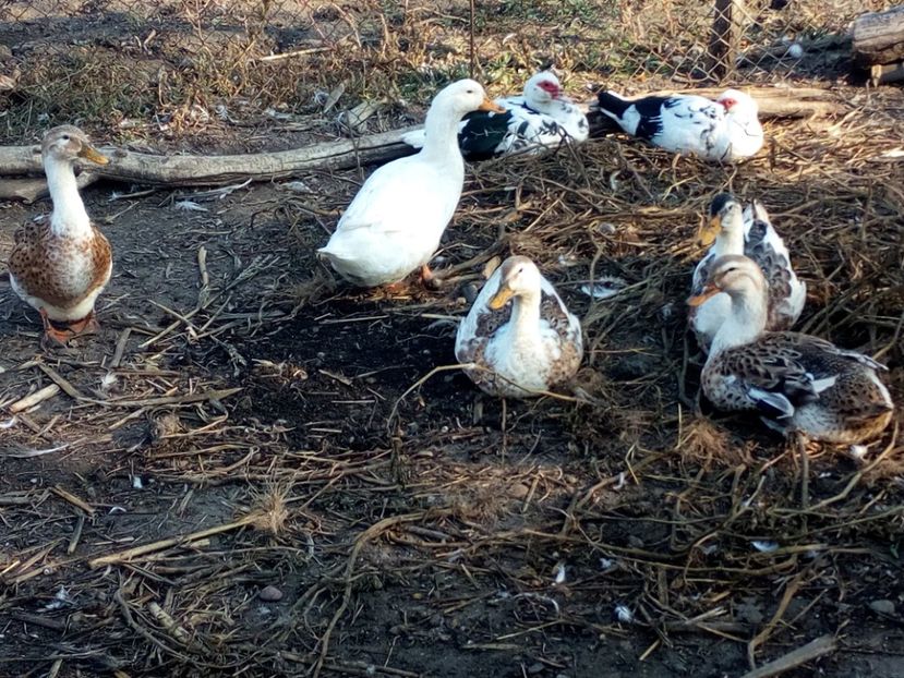  - Rate romanesti octombrie 2017