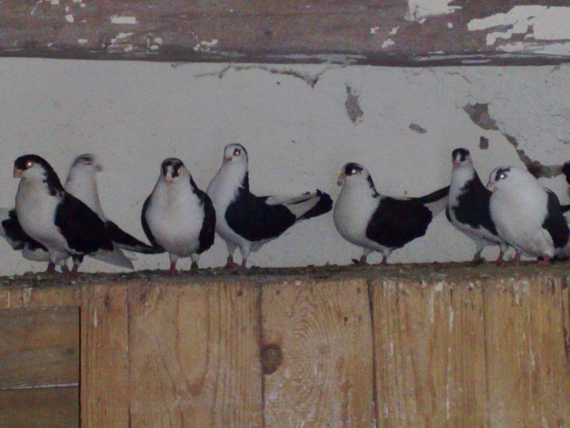  - arhiva_porumbei dragi mie