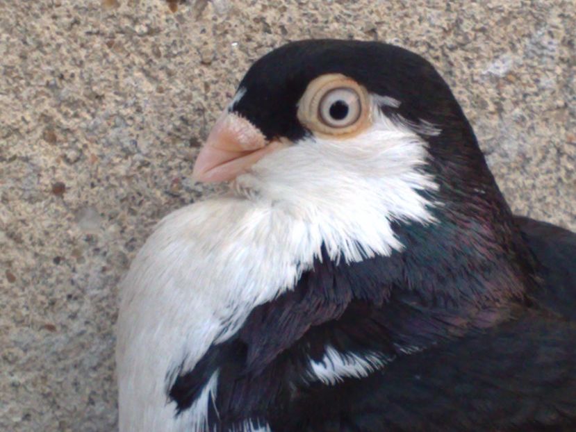  - arhiva_porumbei dragi mie