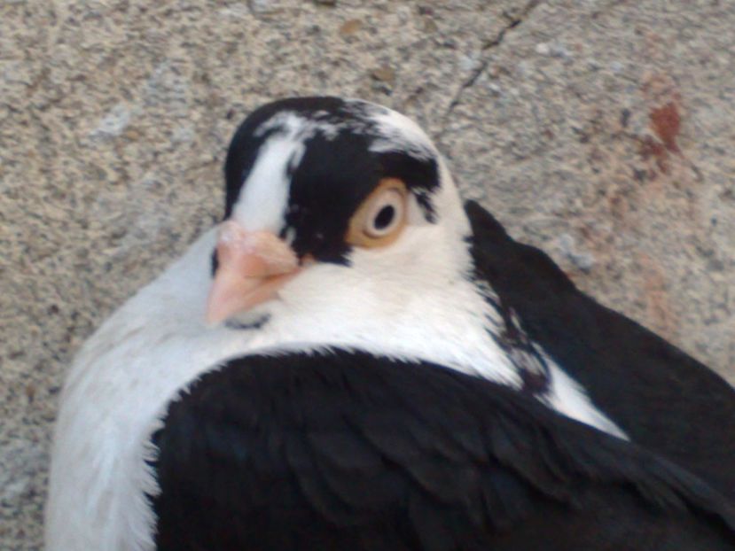  - arhiva_porumbei dragi mie