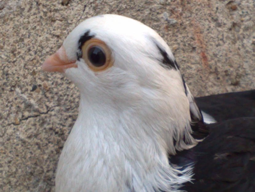  - arhiva_porumbei dragi mie