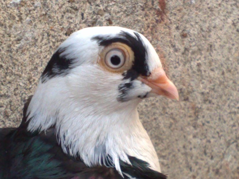  - arhiva_porumbei dragi mie