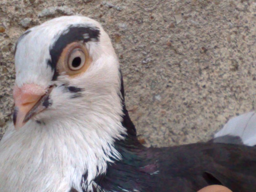  - arhiva_porumbei dragi mie