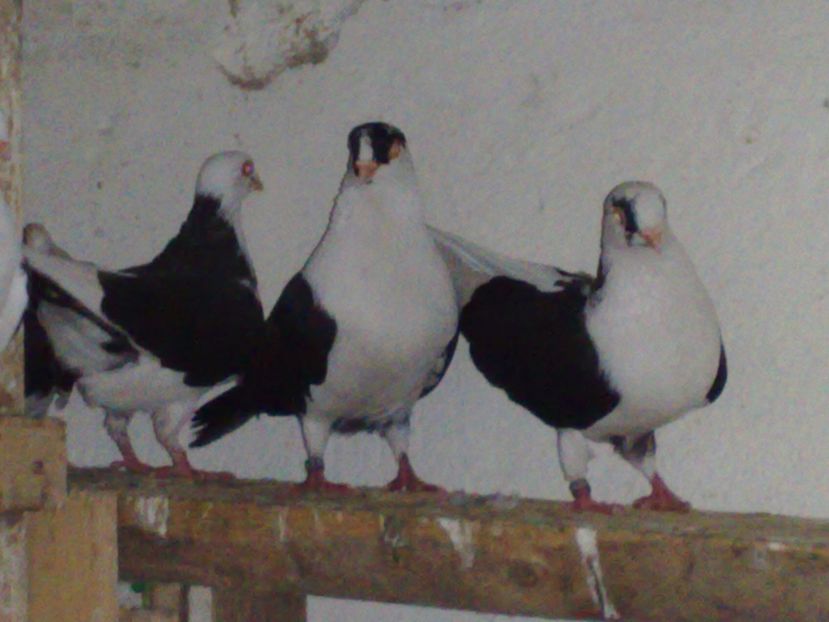  - arhiva_porumbei dragi mie