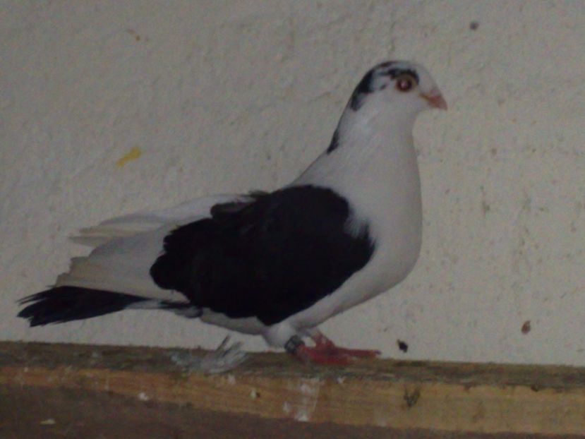  - arhiva_porumbei dragi mie