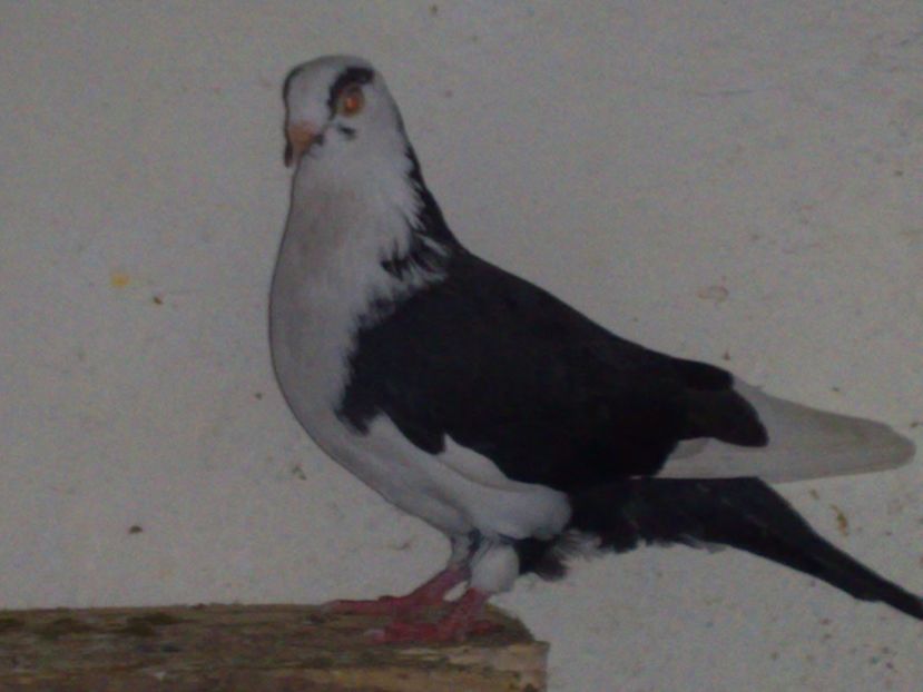  - arhiva_porumbei dragi mie