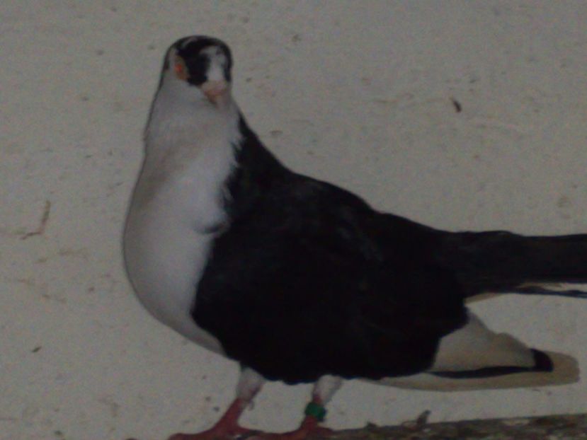  - arhiva_porumbei dragi mie