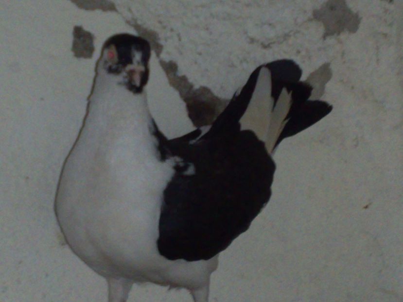  - arhiva_porumbei dragi mie