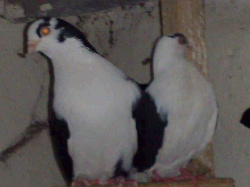  - arhiva_porumbei dragi mie