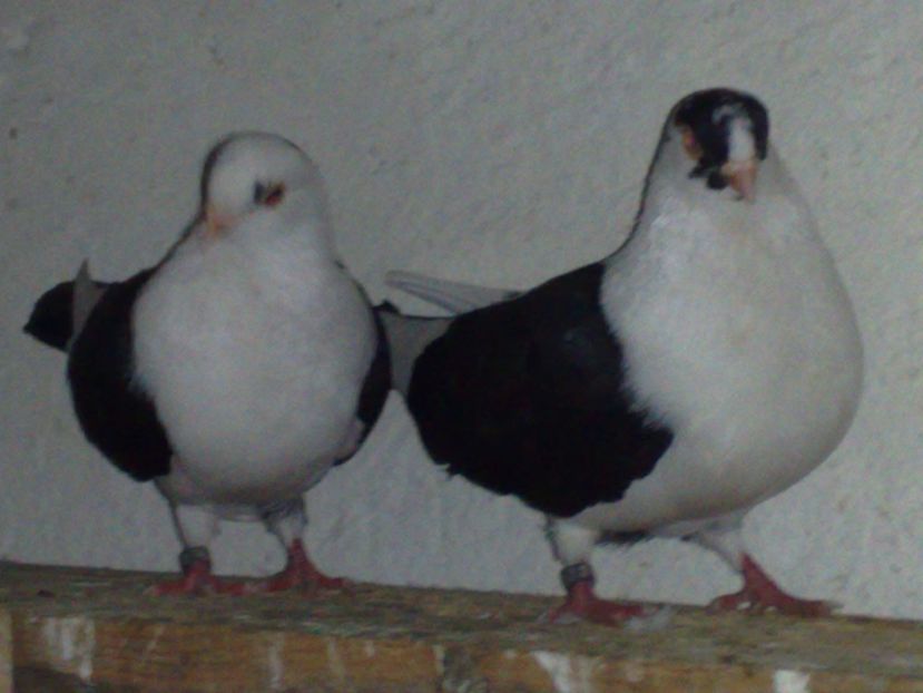  - arhiva_porumbei dragi mie