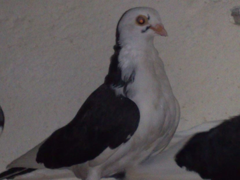  - arhiva_porumbei dragi mie