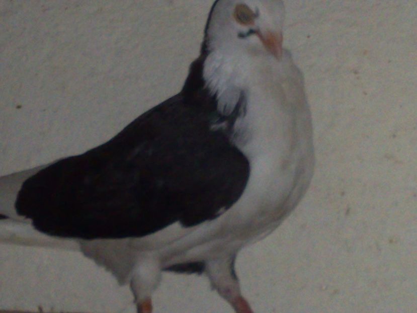  - arhiva_porumbei dragi mie