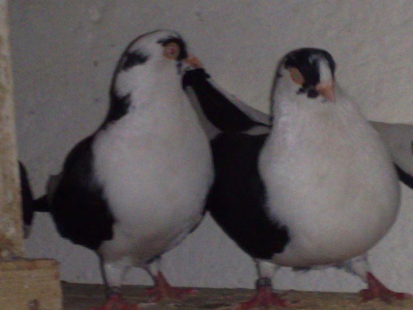  - arhiva_porumbei dragi mie