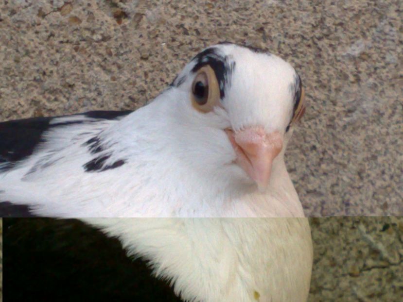  - arhiva_porumbei dragi mie