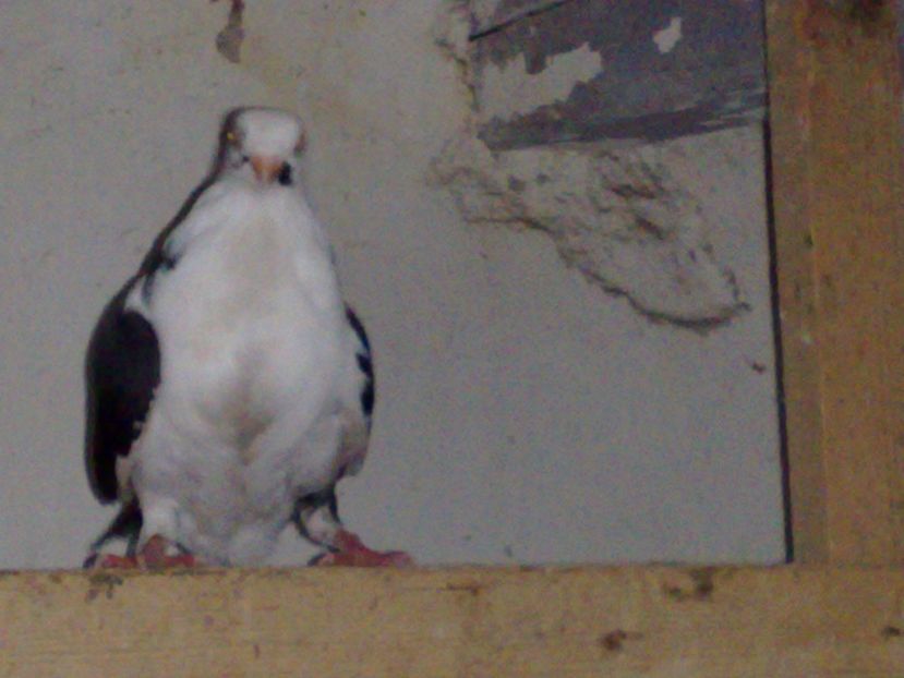  - arhiva_porumbei dragi mie