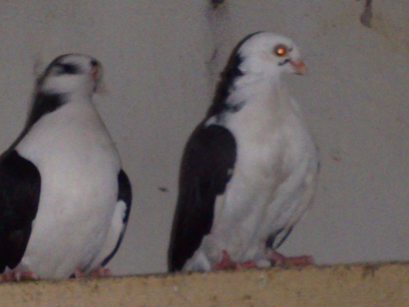  - arhiva_porumbei dragi mie