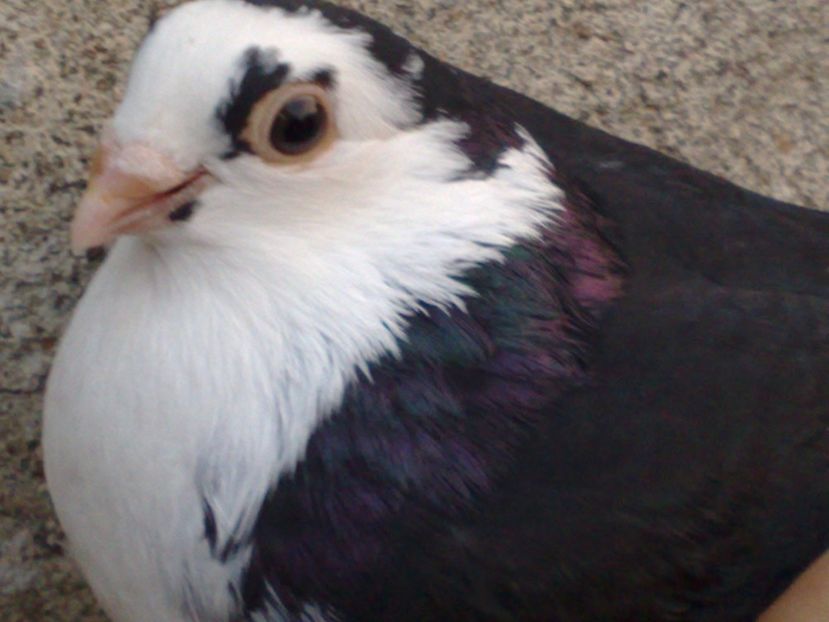  - arhiva_porumbei dragi mie