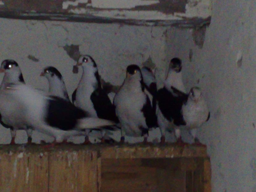  - arhiva_porumbei dragi mie