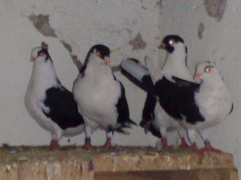  - arhiva_porumbei dragi mie