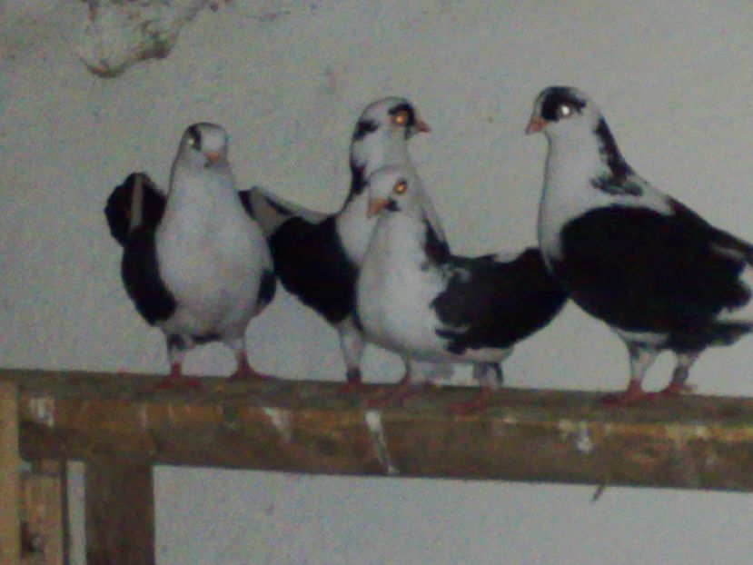  - arhiva_porumbei dragi mie