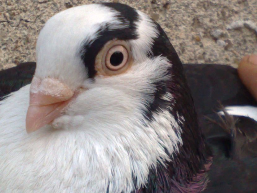  - arhiva_porumbei dragi mie