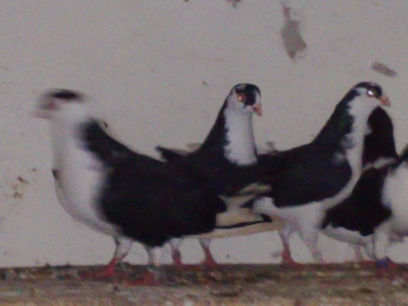  - arhiva_porumbei dragi mie