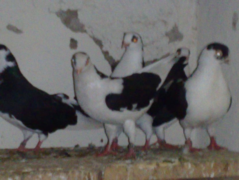  - arhiva_porumbei dragi mie