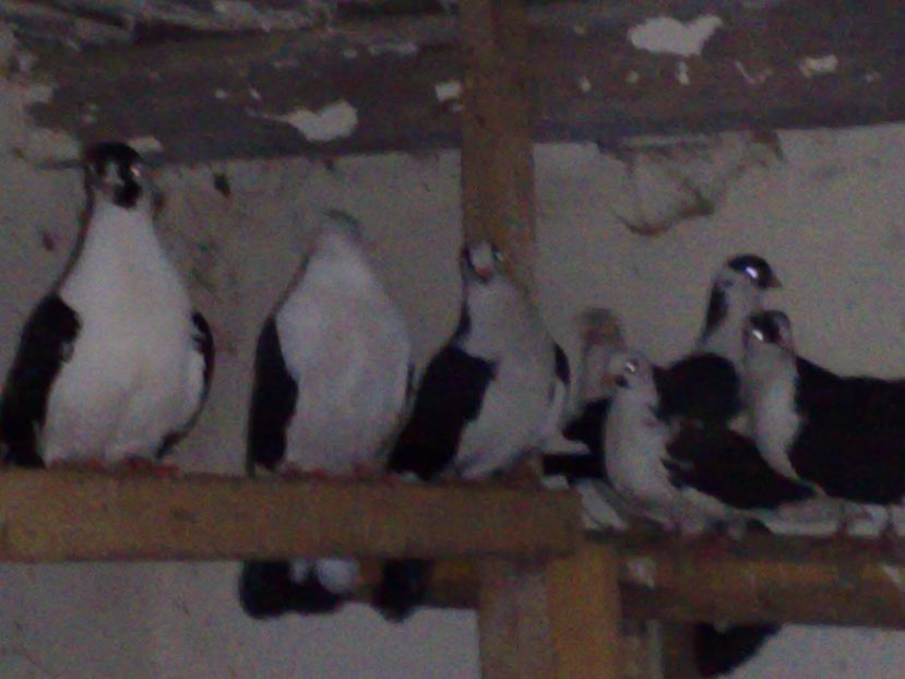  - arhiva_porumbei dragi mie