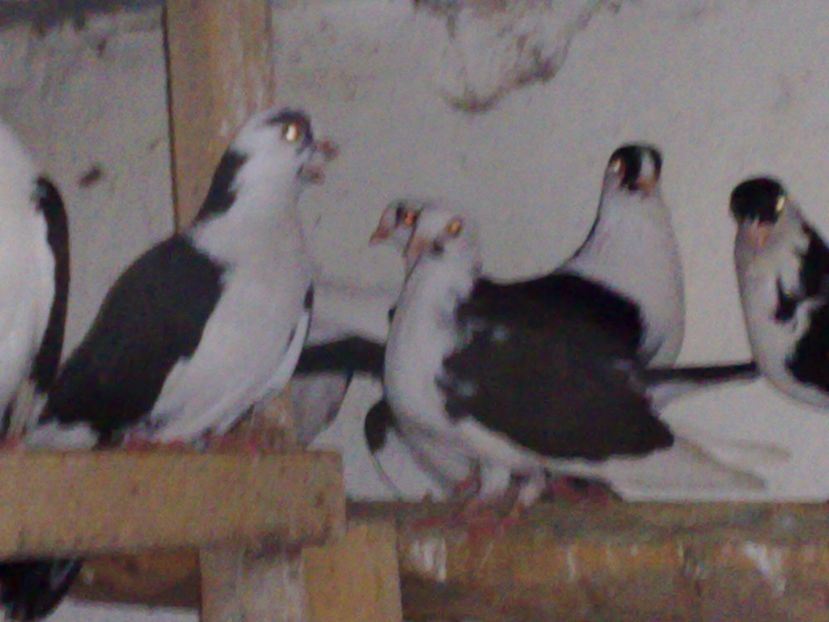  - arhiva_porumbei dragi mie