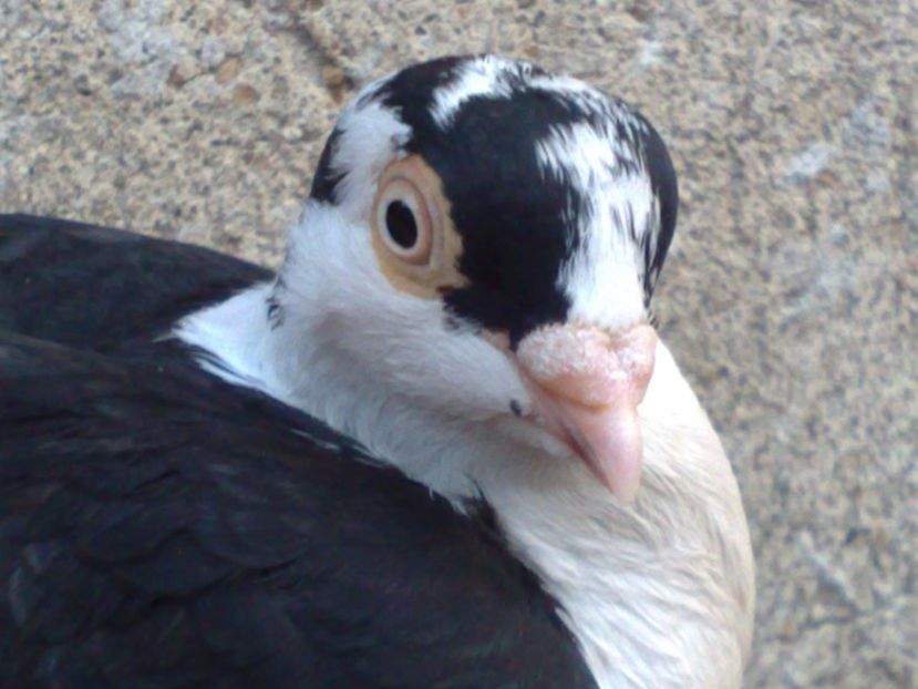  - arhiva_porumbei dragi mie