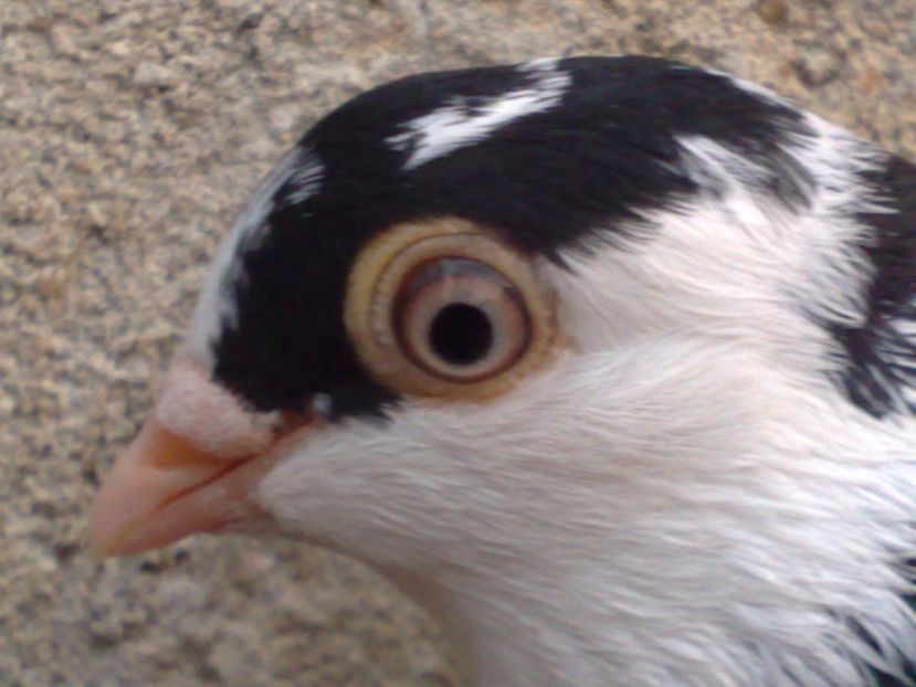  - arhiva_porumbei dragi mie