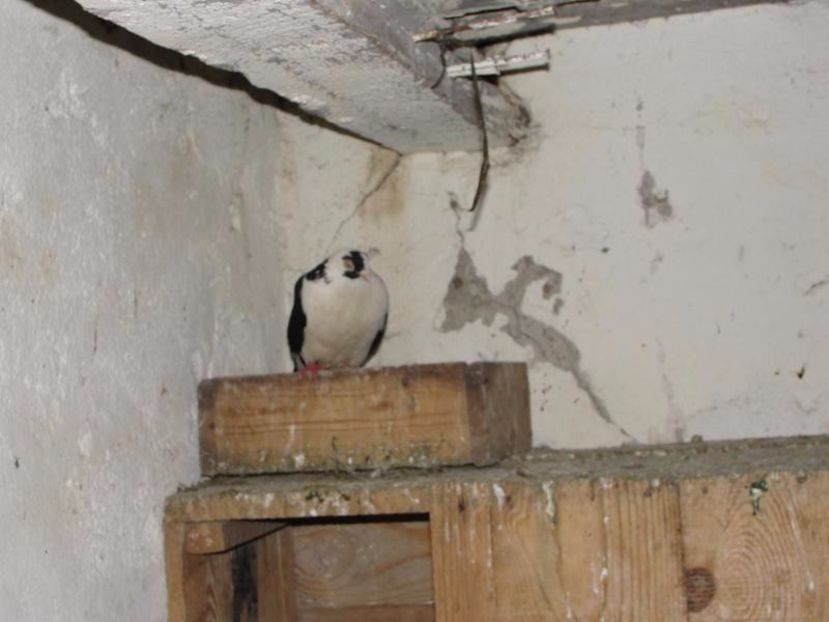 Copy of DSC00024 - arhiva_porumbei dragi mie