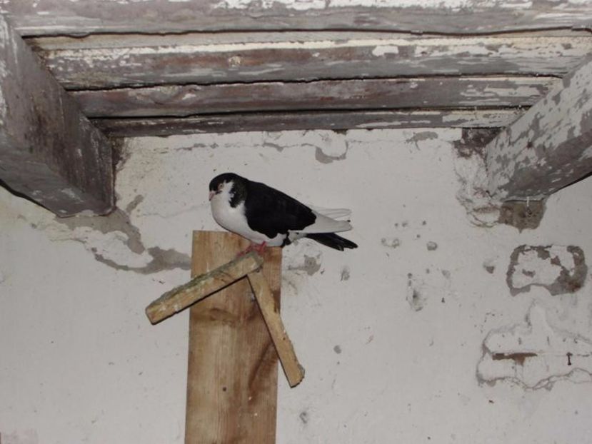 Copy of DSC00025 - arhiva_porumbei dragi mie