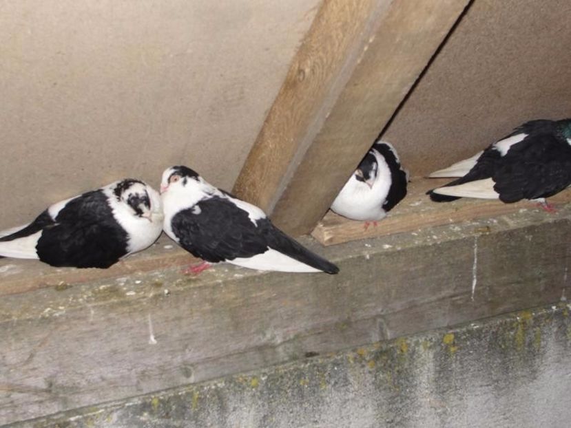 Copy of DSC00029 - arhiva_porumbei dragi mie