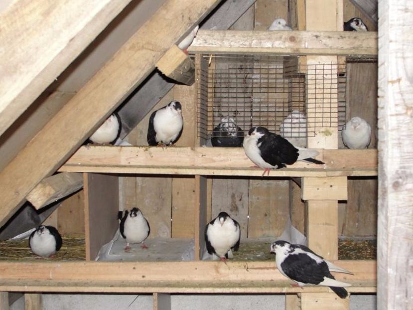 Copy of DSC00030 - arhiva_porumbei dragi mie