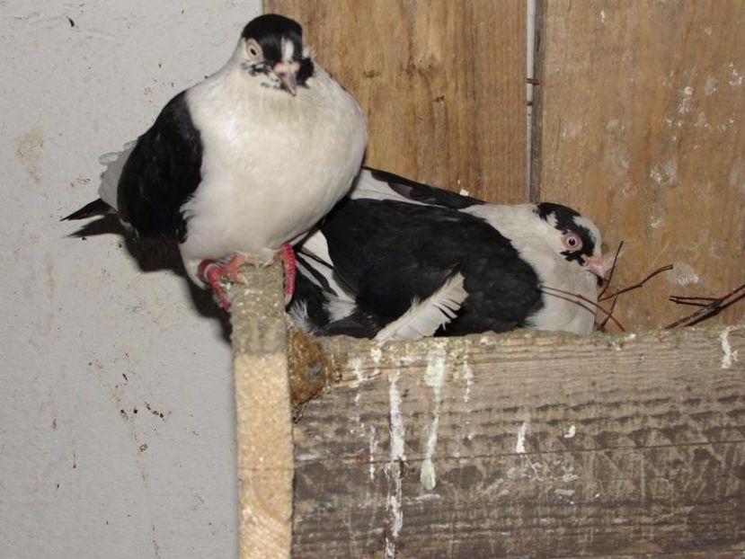  - arhiva_porumbei dragi mie