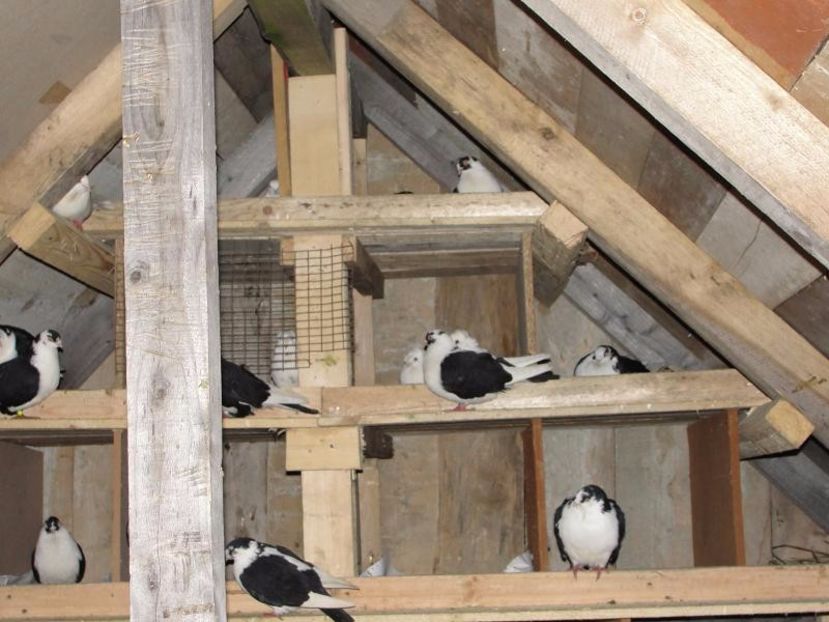  - arhiva_porumbei dragi mie