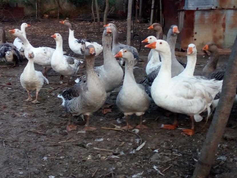  - Gaste octombrie 2017