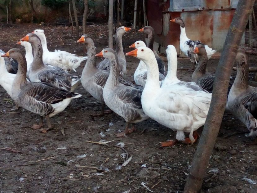  - Gaste octombrie 2017